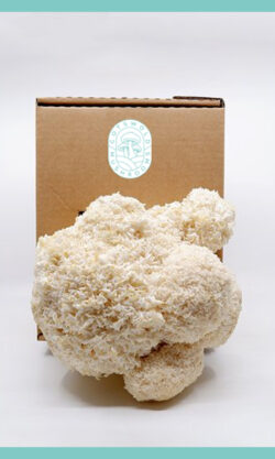 Lions mane mushroom growing from home kit