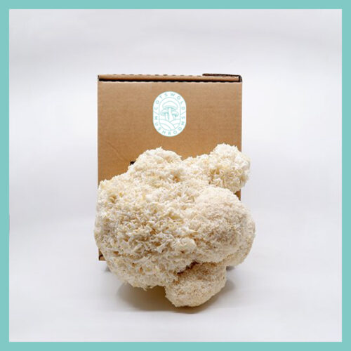 Lions mane mushroom growing from home kit