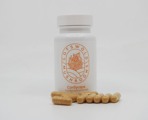 Cordyceps capsules